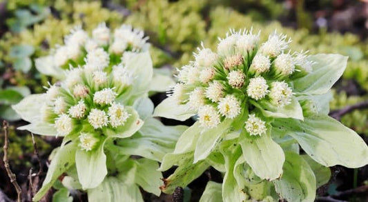 Butterbur plant with green leaves and white flowers, used as a natural remedy for headaches and migraines.
