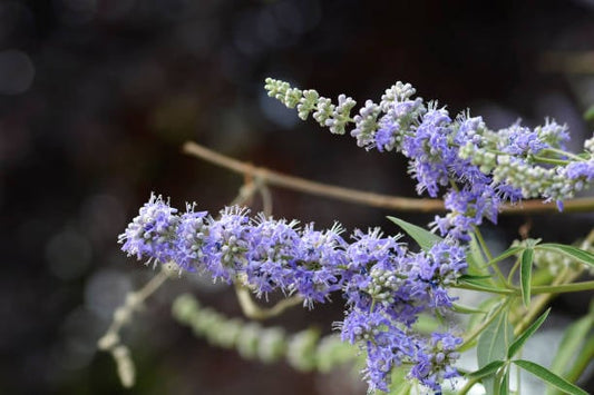 Chasteberry flowers, also known as Vitex agnus-castus, showcasing purple blooms against a blurred background.