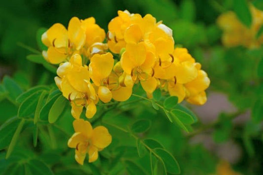 Vibrant yellow flowers of the senna plant surrounded by lush green leaves, representing natural detox solutions.