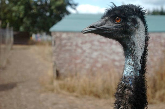 Close-up of an emu's head with a blurred farm background, showcasing its distinct features and vibrant eyes.