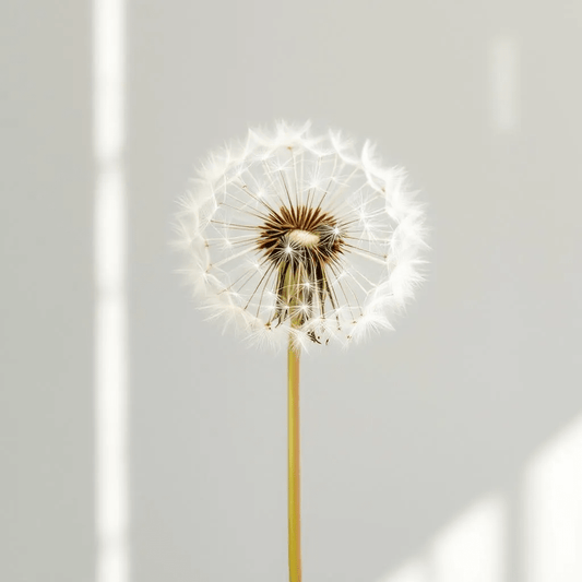 dandelion - featured image
