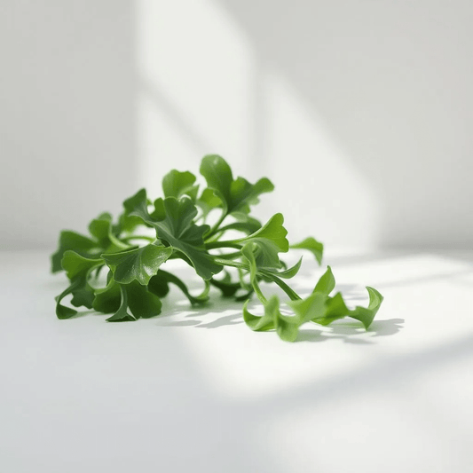 kelp - featured image