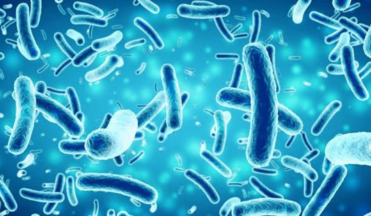 Probiotiska bakterier som Bacillus subtilis, viktiga för en hälsosam tarmflora.