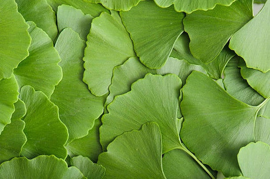 Färska ginkgo biloba blad i olika nyanser av grönt, symboliserar naturliga hälsofördelar.