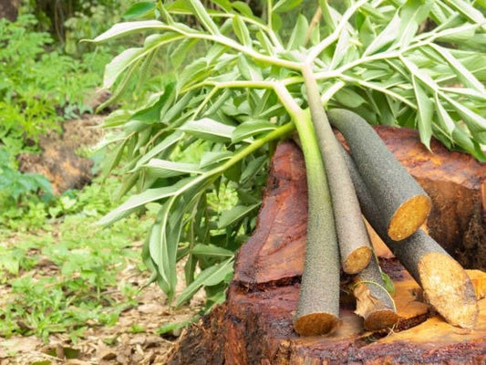 Glucomannan plant with green leaves and roots on a wooden stump, highlighting its natural origins.