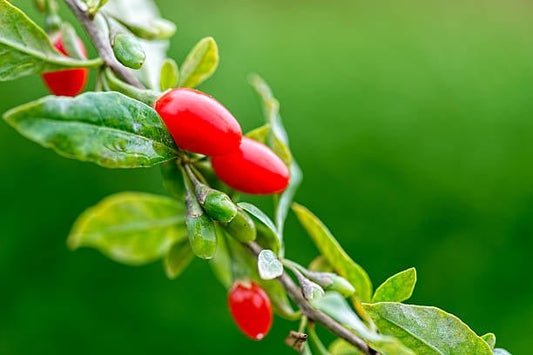 Röda goji bär på en gren med gröna blad, en del av superfood-trenden.