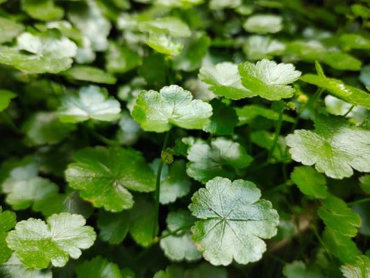 Close-up of lush green Gotu Kola leaves in a natural setting.