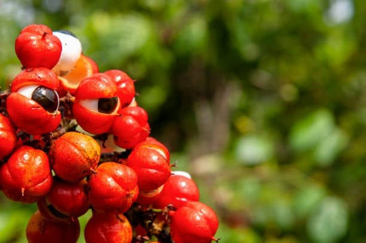 Guarana seeds with bright red fruits on a lush green background, showcasing their natural beauty.