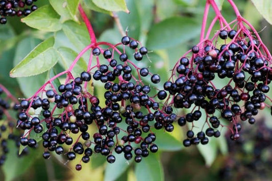 Mörklila fläderbär på en gren, rik på antioxidanter med hälsofördelar.