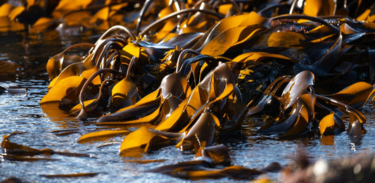 Brunalger som wakame och hijiki, rika på fucoxanthin, svajande i vattnet.