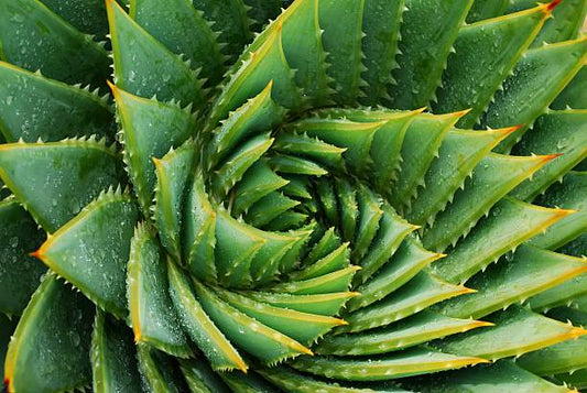 A close-up of an aloe vera plant, showcasing its spiral arrangement and vibrant green leaves.