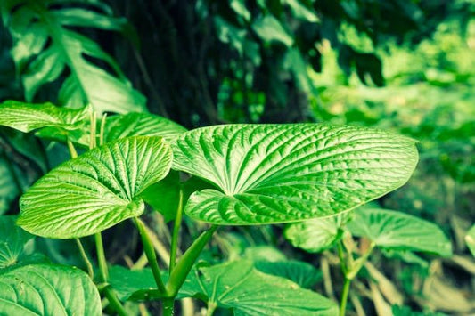 Close-up of kava plant leaves showcasing their vibrant green color and unique texture.