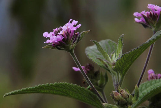 Calamint plant with purple flowers and green leaves, known for its health benefits.