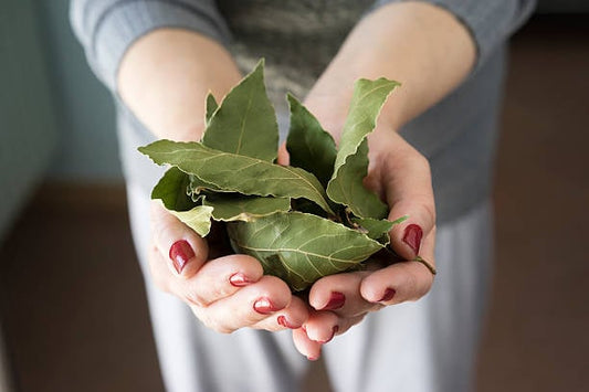 Händer håller färska lagerblad, viktiga för matlagning och hälsofördelar.