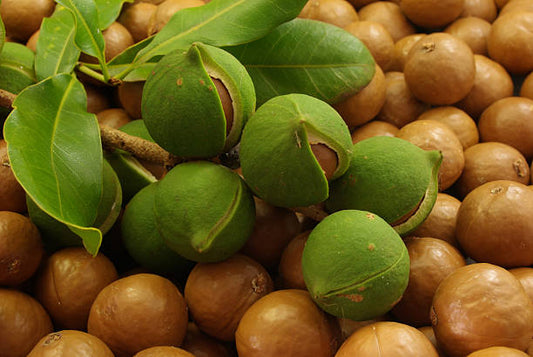 🥥 Macadamianötter – Supernöten med lyxig smak och kraftfulla hälsofördelar