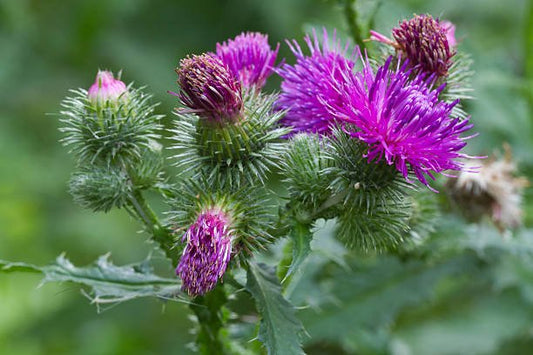 Mariatistelblommor med lila kronblad och taggiga knoppar i grön miljö.