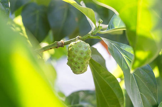 Grön Noni-frukt hänger i ett träd bland livfulla gröna löv.