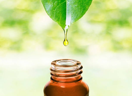 Drop of oil falling from a green leaf into a brown glass bottle, symbolizing natural healing properties.