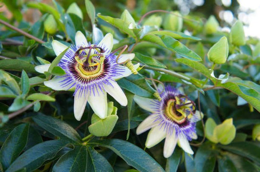 Passionsblomma med vita och lila blommor omgiven av gröna bladverk, en vacker herbal supplement.