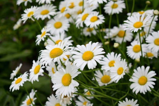Fält av romersk kamomillblomma med vita kronblad och gula mittknappar, symbol för lugn och välbefinnande.