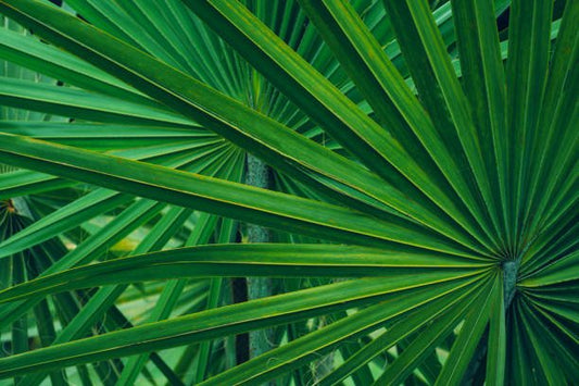 Close-up of green saw palmetto leaves showcasing their fan-like structure.