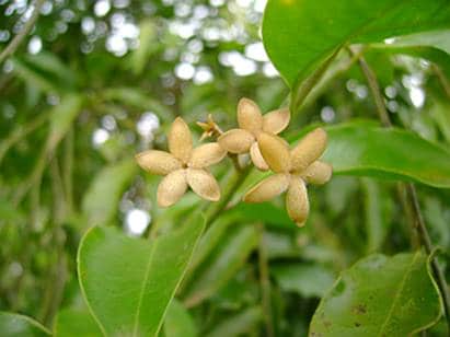 Blommor från Pareira-växten, känd för sina hälsofrämjande egenskaper.
