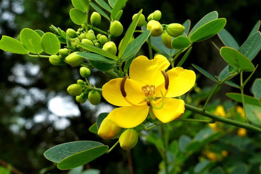 Blomma av Senna växt med gula kronblad och gröna knoppar, känd för sina laxerande egenskaper.