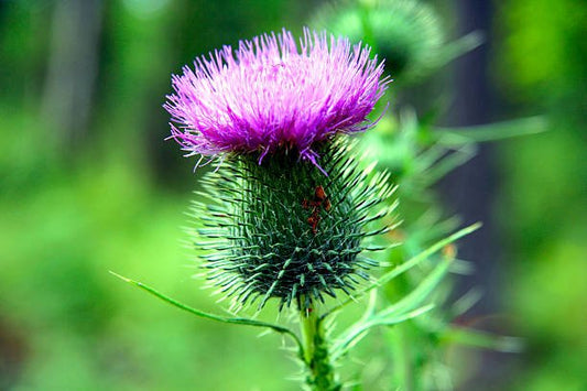 Skotsk tistel med lila blommor och taggiga blad, symboliserar styrka och överlevnad i naturen.