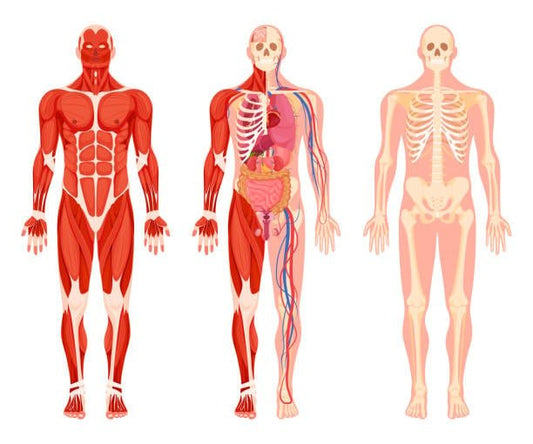 Illustration of human anatomy showing muscles, organs, and skeletal system for educational purposes.
