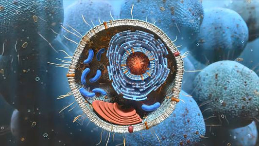 Illustration of a mitochondrion, highlighting its structure and role in energy production within a cell.
