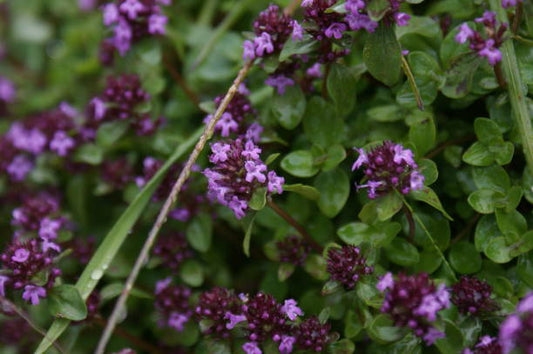 Lila blommor av timjan bland gröna blad, perfekt för hälsosamma örter och naturliga läkemedel.