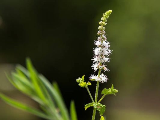 Blomma av svart cohosh (Actaea racemosa) med vita blommor mot en grön bakgrund.