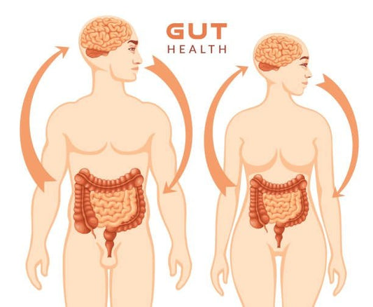 Illustration showing the connection between gut health and brain function in men and women.