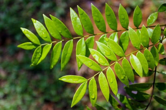 Färska tongkat ali- och Eurycoma longifolia-löv med vattendroppar, gröna och frodiga.