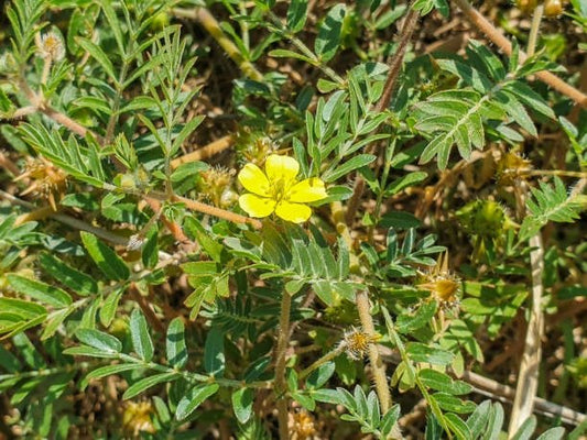 Close-up of Tribulus terrestris plant, featuring green leaves and a bright yellow flower.