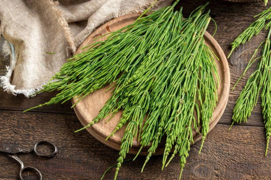 Fragrant Equisetum arvense (åkerfräken) displayed on a wooden plate with background fabric.