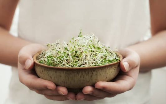 En person håller en skål med färsk alfalfa-sprout, idealisk för hälsofördelar och näringsrik kost.
