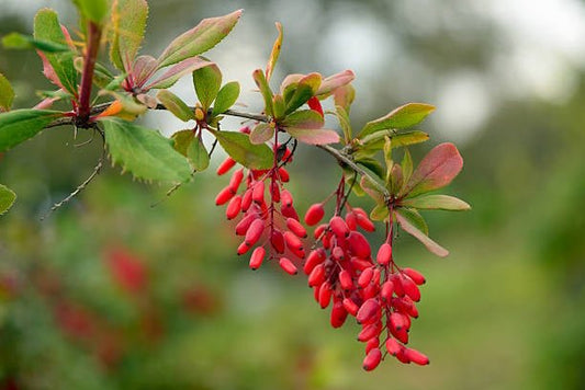 Gren av berberis med röda bär och gröna blad i en naturlig miljö.