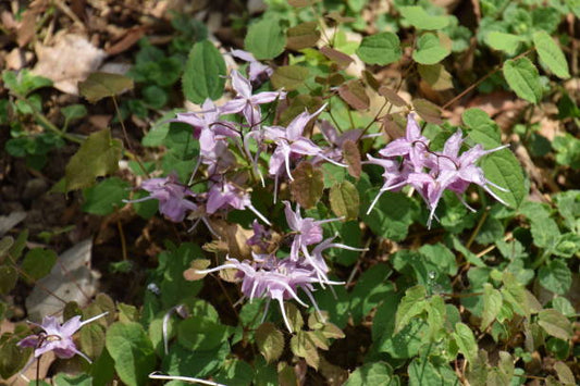 Horny Goat Weed flowers with delicate purple petals growing among green leaves in a natural setting.