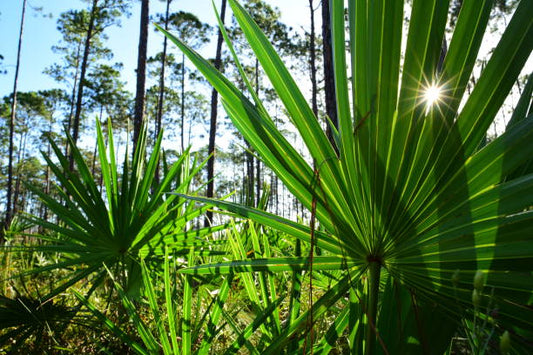 Flera sågpalmetto växter med gröna blad i skogsmiljö med solens strålar som lyser genom träden.