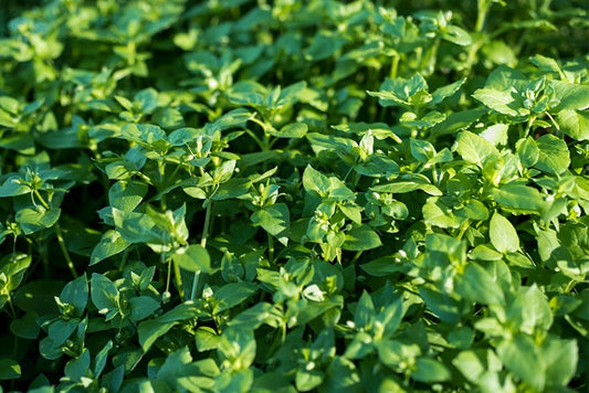 Lush green våtarv plants growing healthily in a garden setting.
