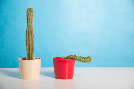 Two cacti in modern pots against a blue background, showcasing a tall cactus in cream and a shorter, larger cactus in red.