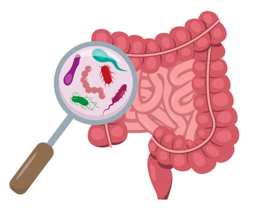 Illustration of a magnifying glass over a human intestine showing various microbes representing probiotics.