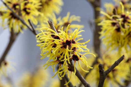 Vibrant yellow flowers of the Witch Hazel plant, known for its healing properties and medicinal uses.