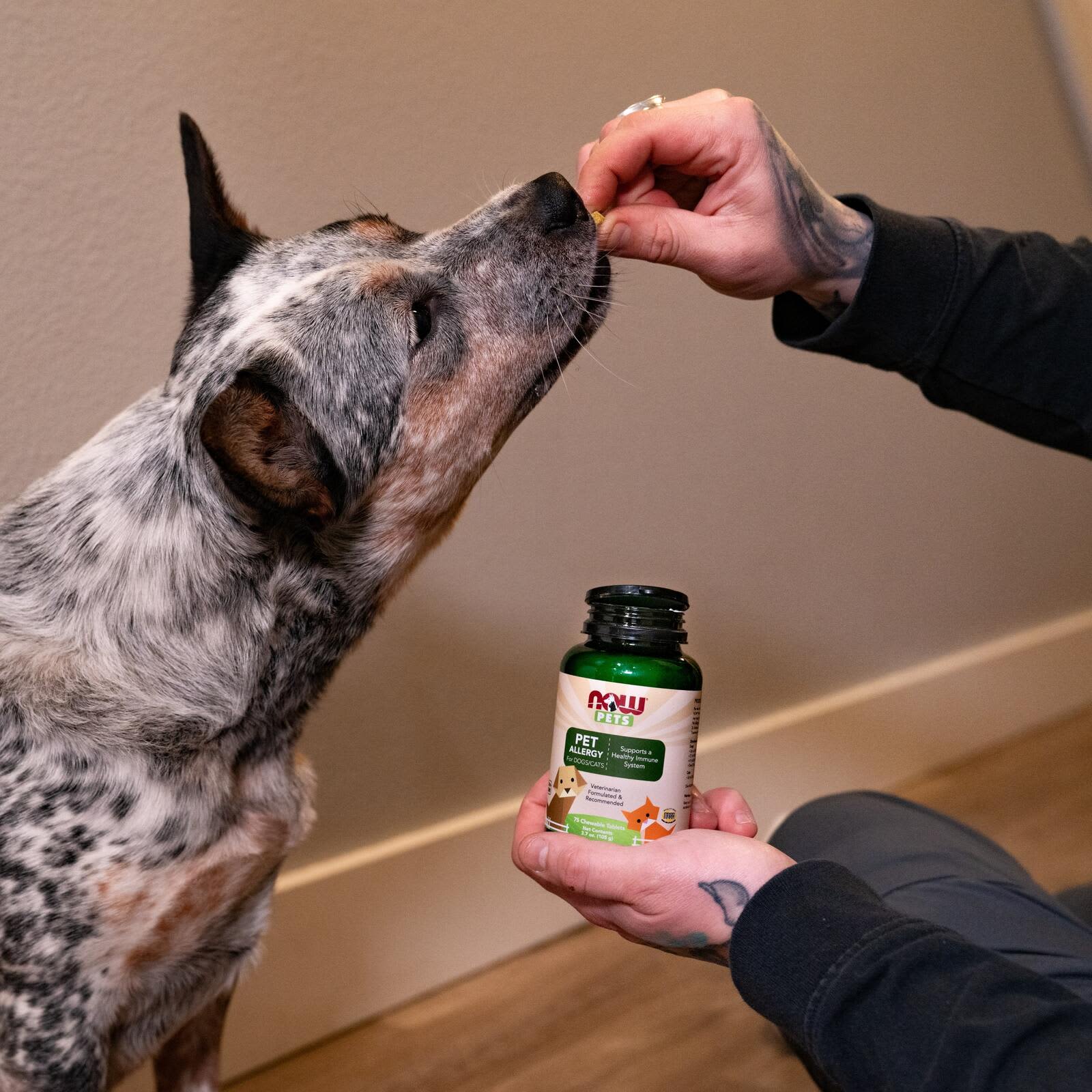 Pet Allergy för hundar och katter