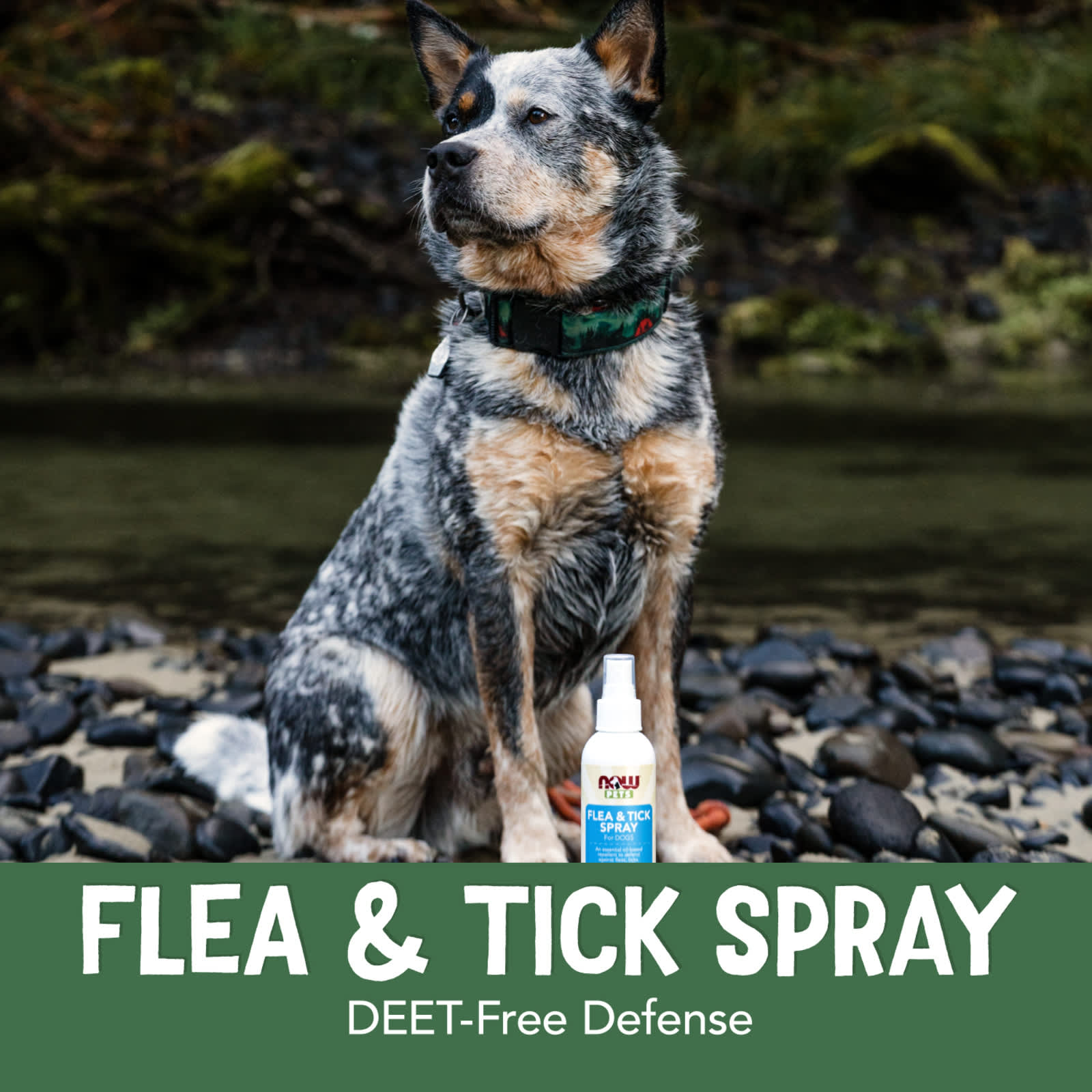 NOW Foods - Flea & Tick Spray For Dogs - 237ml